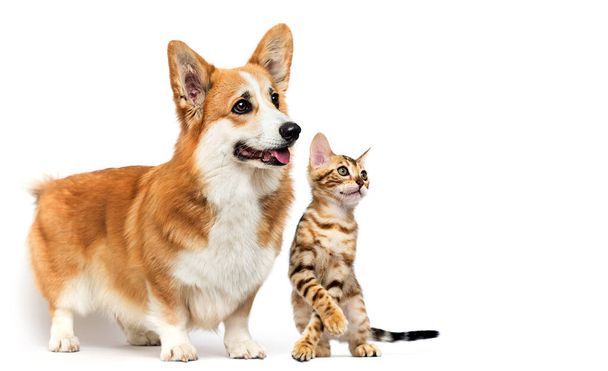dog and cat look sideways - Photo, Image
