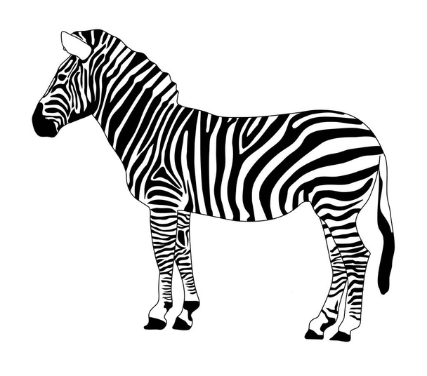 cebra en blanco y negro sobre fondo blanco, ilustración vectorial
 - Vector, Imagen