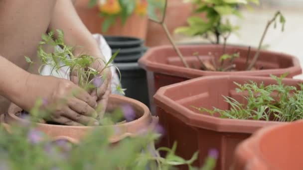 Χέρι γυναίκας που μετακινεί νεαρά φυτά για καλλιέργεια σε πήλινο δοχείο κατά τη διάρκεια καραντίνας στο σπίτι με πανδημία COVID-19. Κηπουρική. Τραβώντας αργή κίνηση. - Πλάνα, βίντεο