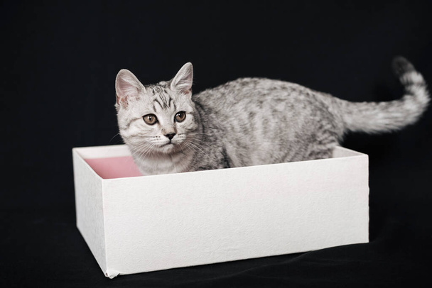 Escocés recta rayas gris gato se sienta en un blanco caja
 - Foto, imagen