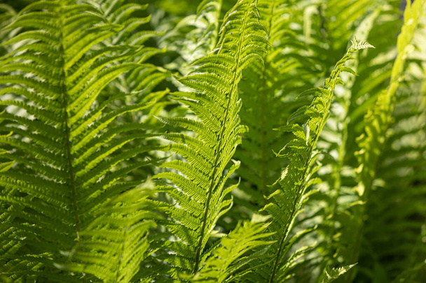Natural floral fern background in sunlight. Perfect natural fern pattern.  Green ferns in garden. Natural texture. - Photo, Image