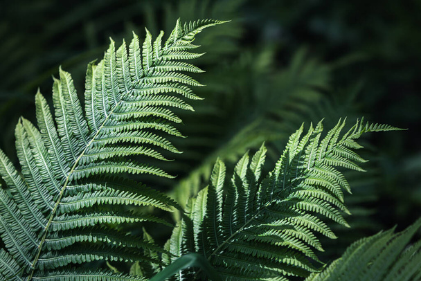 Natural floral fern background in sunlight. Perfect natural fern pattern.  Green ferns in garden. Natural texture. - Foto, Imagem