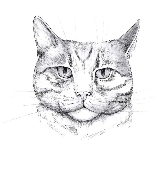 Cabeza gráfica de un gato, dibujo a lápiz
 - Foto, Imagen