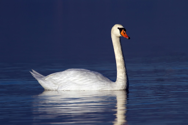 Mute swan on water - Photo, Image