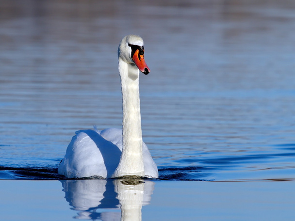 Немой лебедь на воде
 - Фото, изображение