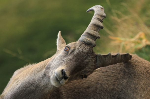 Luonnonvarainen alpiininen ibex - steinbock raapiminen
 - Valokuva, kuva