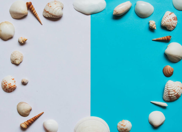 Summer flat lay: seashells on a white-blue background. Concept: summer vacation at sea in the tropics - Foto, Imagen