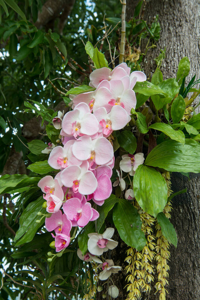 Орхидеи Цветы в городе Чианг Рай в Северном Таиланде. Таиланд, Чианг Рай, ноябрь 2019 года
 - Фото, изображение