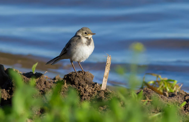 White wagtail, Motacilla alba. Early in the morning the young bird stands on the lake shore, waiting until the parents will feed - Foto, imagen