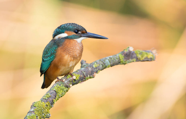 Common kingfisher, Alcedo atthis. The bird sitting on a branch above the water while waiting for fish - Photo, Image