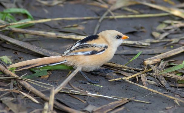 Panurus biarmicus, Bearded Reedling, Bearded tit. In the early morning, a young bird walks along the riverbank in search of food. - Foto, immagini