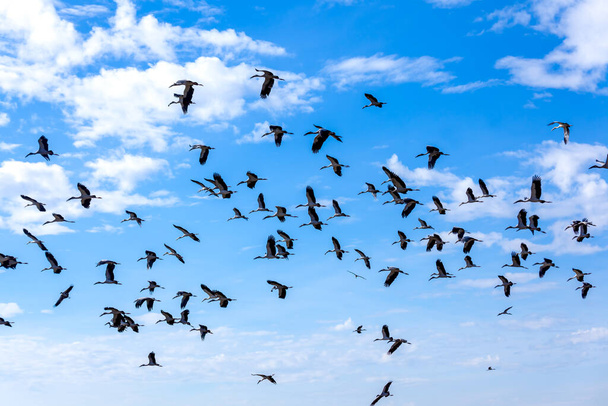 Skupina písečných jeřábů letících na jasně modré obloze. v ranním světle. U jezera Nong Han Kumphawapi - Fotografie, Obrázek