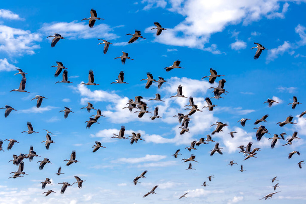 A group of sandhill cranes flying in the clear blue sky. in the morning light.at Nong Han Kumphawapi Lake - Photo, Image