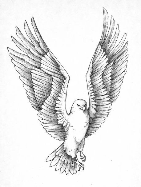 Kontur und Ton einer fliegenden Adlergrafik - Foto, Bild