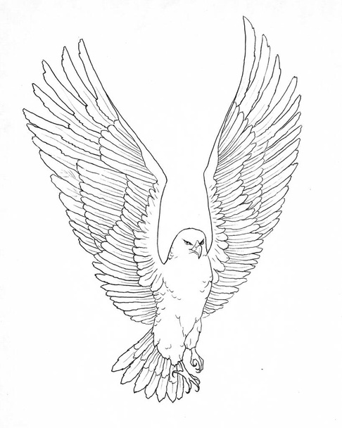 contour of a flying eagle graphic - Photo, Image
