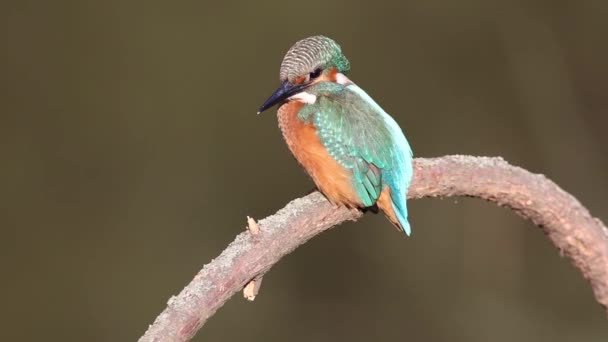 Common kingfisher, Alcedo atthis. The bird sitting on a branch above the water while waiting for fish - Footage, Video