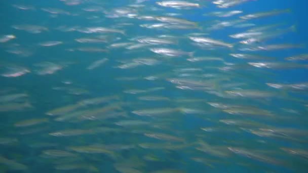 czarno-białe ryby pływają w stadzie między skałami - Materiał filmowy, wideo