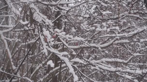 雪は美しい冬の森に落ちる。定性的スローモーションフルhdビデオ. - 映像、動画