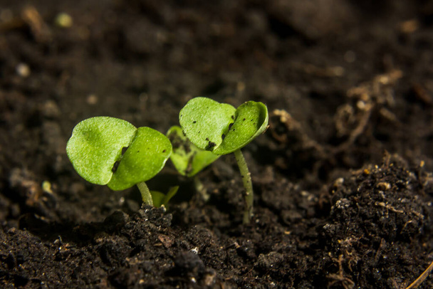 macro shot. semis dans des pots de tourbe.Semis de plantes de bébé, semis agricoles.La plantation de printemps. Semis précoce, cultivé à la maison sur le rebord de la fenêtre
 - Photo, image