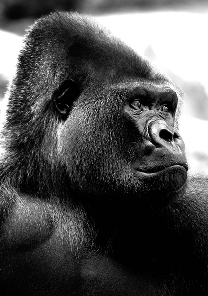 Aikuisten gorilla, tausta ja rakenne
 - Valokuva, kuva