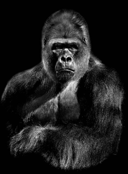 Volwassen gorilla, achtergrond en textuur - Foto, afbeelding