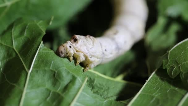 Hedvábný červ jí morušově zelené listy - Záběry, video