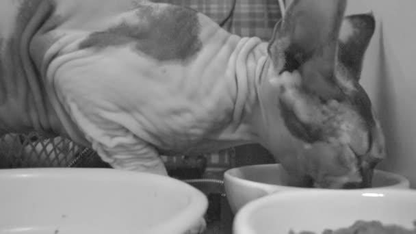 CUTE pet cat der Rasse Sphinx frisst schnell Katzenfutter aus seiner Schüssel, HD-Video, schwarz-weiß - Filmmaterial, Video