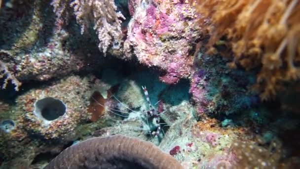 krewetki w paski podglądające z norki w koralowcach - Materiał filmowy, wideo