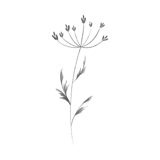 Cute twig of summer grass with flower buds. Sketch pencil digital art flat position, top view. Print for wrapping paper, wrapping, fabrics, web, invitation, wedding, stickers. - Photo, Image