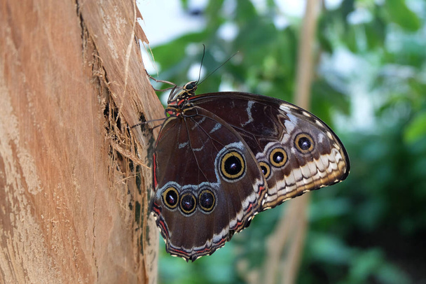 Modrá Morpho motýl (Morpho peleides) - Fotografie, Obrázek
