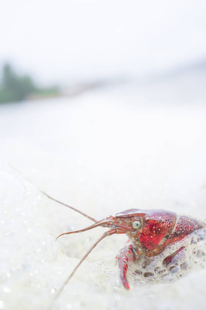 Crawfish full of foam at polluted river. Selective focus - Photo, Image