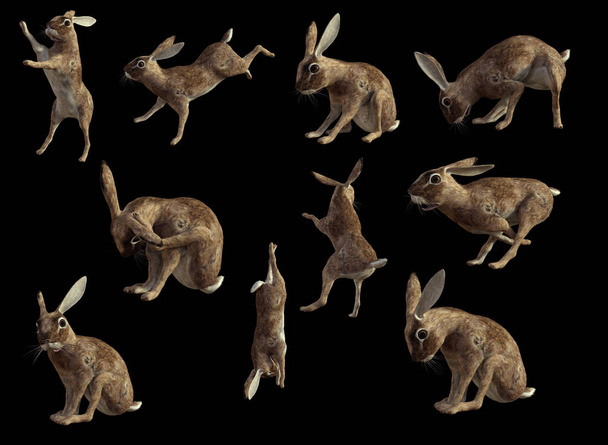 Liebres o conejos en acción plantea saltar jugando
 - Foto, Imagen