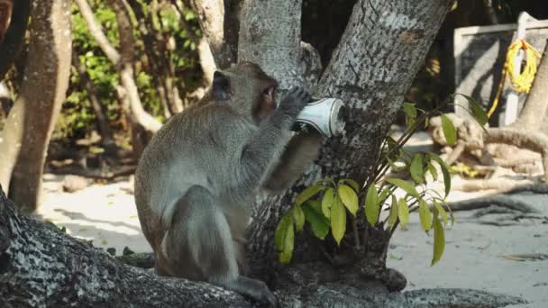 Vicces Majom sört iszik a parton egy fa alatt. Egy majom elvett egy sört a csoportunktól, és elkezdte inni a parton. 4K - Felvétel, videó