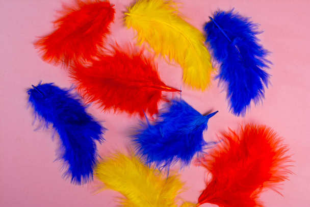 plumas decorativas multicolores
.  - Foto, imagen