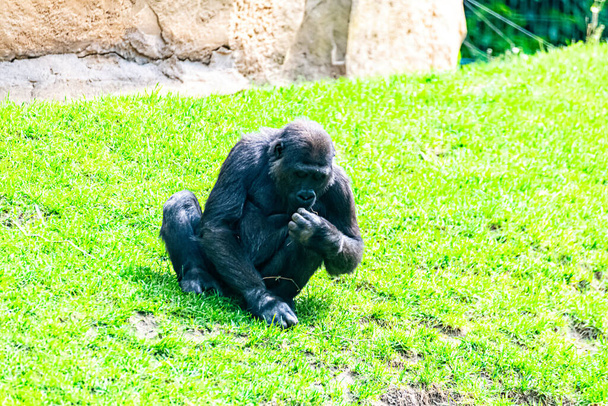 Лоулендская горилла ищет что-нибудь поесть в траве
 - Фото, изображение
