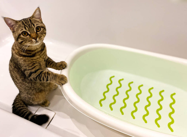 Μια ριγέ γάτα σκωτσέζικης ράτσας κάθεται κοντά σε μια μπανιέρα μωρού γεμάτη νερό. Ελεύθερος χώρος.Defocus φως φόντο. - Φωτογραφία, εικόνα