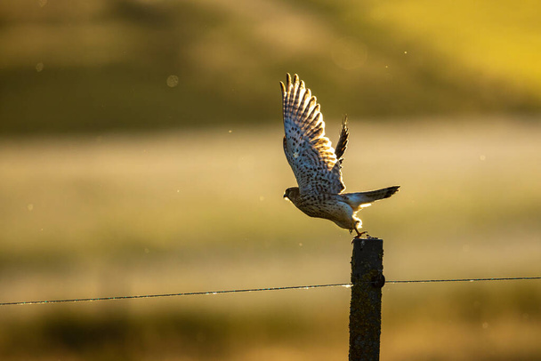 A Kestrel on a fence in the backlight - Photo, Image