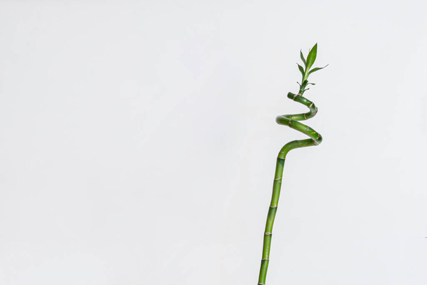 απλό μινιμαλιστικό στυλ με ένα φυτό μπαμπού στο ράφι στο σπίτι στο γυάλινο μπουκάλι με νερό - Φωτογραφία, εικόνα