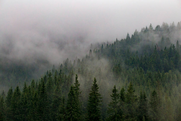La ladera cubierta de bosque está cubierta de niebla matutina
. - Foto, Imagen