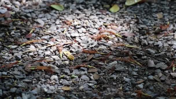 Caído seco Samanea saman, conhecido como árvore de chuva, flores e folhas com luz solar lindamente em movimento e sombra no chão de cascalho
. - Filmagem, Vídeo