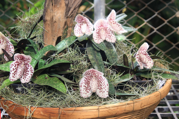 fechar acima orquídea chinelo da senhora
 - Foto, Imagem