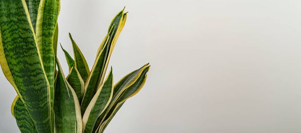de abstracte home decoratieve plant bladeren tegen de pastel kleur achtergrond, kopieer ruimte, brede web banner - Foto, afbeelding