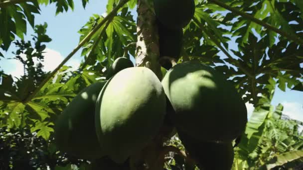 Zelené ovoce tatínka roste na stromě 4k - Záběry, video