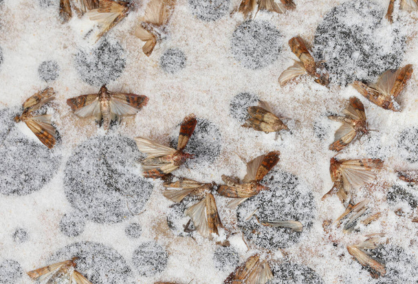 tarme indiane morte sull'esca feromone con potente adesivo per catturare parassiti nocivi
 - Foto, immagini