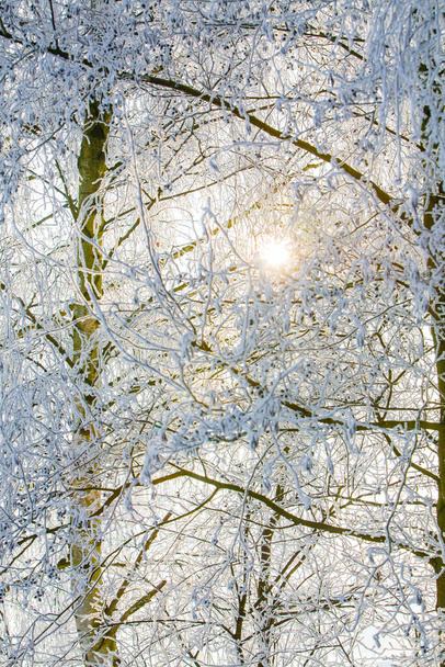 Низький кут зору на дерева засніжених оголених дерев у лісі взимку
. - Фото, зображення