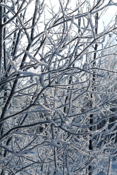 Winter Russland Wald Bäume Berge Schnee Kälte Pfad Bach Bäume - Foto, Bild