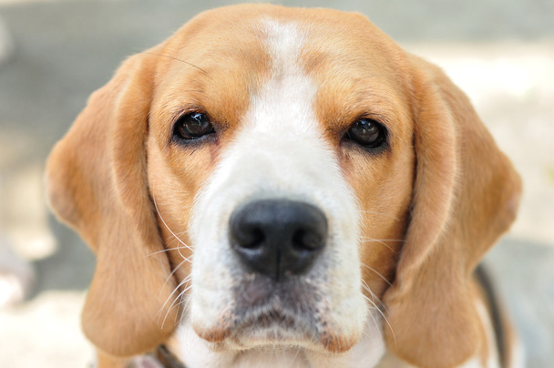 Beagle obličej - Fotografie, Obrázek