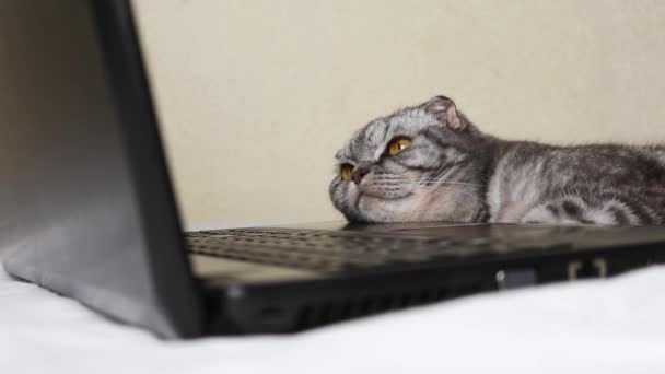 A black and gray striped Scottish fold cat with yellow eyes looks at a laptop monitor while lying on a sofa. Cute funny pet. Creative home work concept, video for cats. Copy space, light background. - Video
