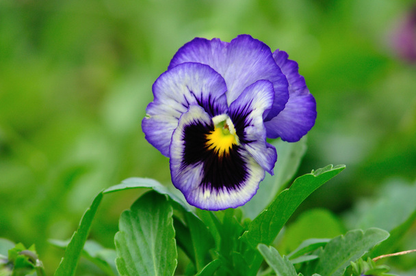 Flores de Turnera subulata azulada-púrpura
 - Foto, imagen