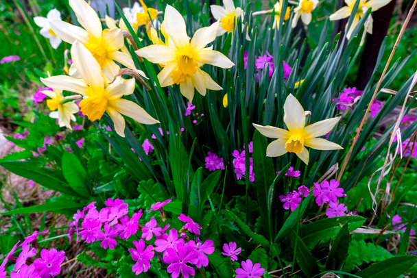 první jarní květiny. bílé narcisy a šeříkové květinky na záhonu v zahradě - Fotografie, Obrázek